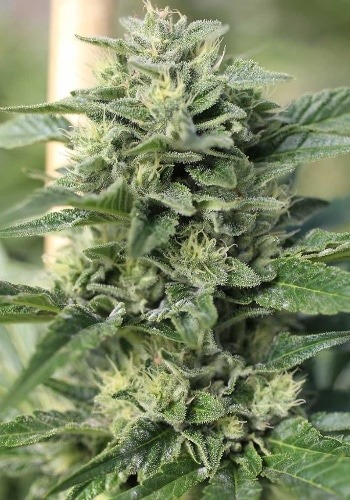 Candy Kush Express cannabis strain during flowering phase