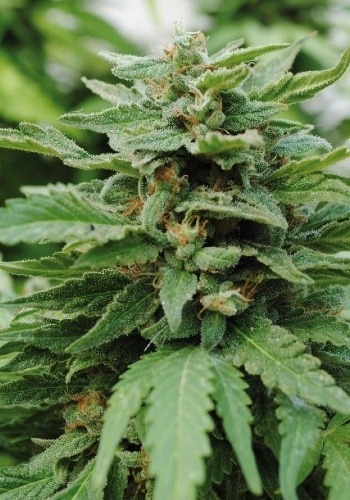 Fruit Spirit cannabis flower grown from feminized seeds