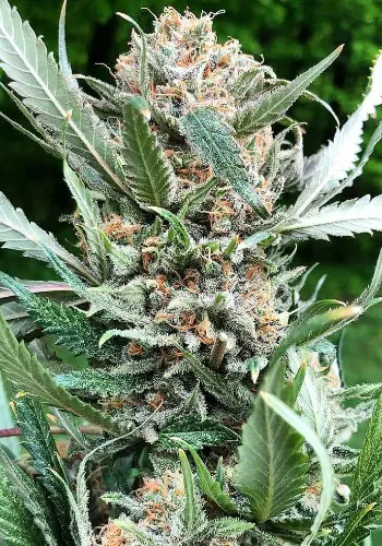 Power Flower cannabis strain from Royal Queen Seeds seedbank
