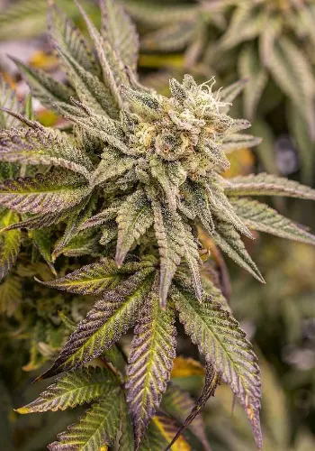 Casey Jones Marijuana Flower from Devils Harvest