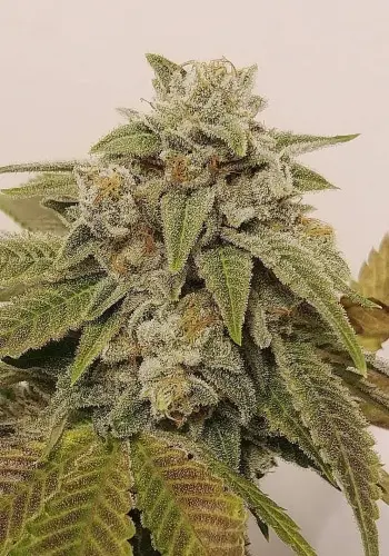 Indica-dominant cannabis strain Sharksbreath by Grow Your Own flowering indoors