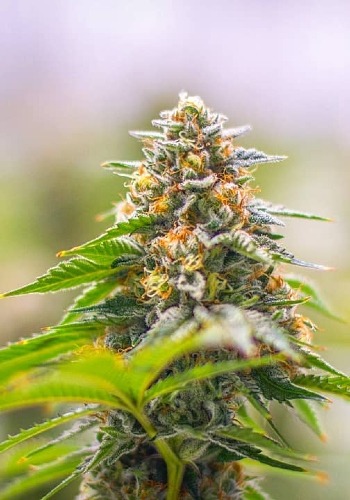 A trichome-filled flower from Reserva Privada's Kandy Kush cannabis strain