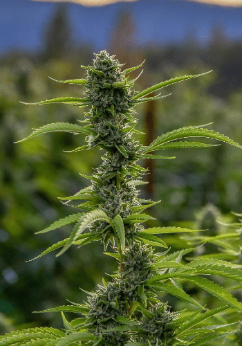 The OG #18 marijuana strain growing tall outdoors