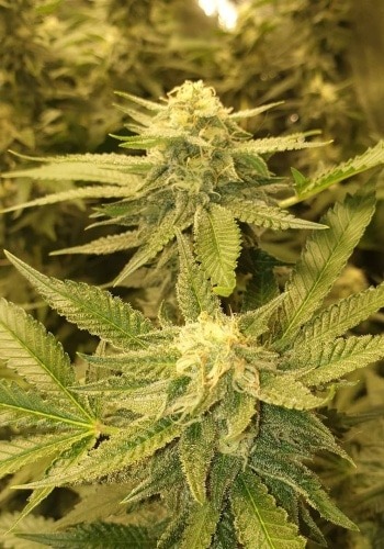 Chocolope Kush cannabis strain from DNA Genetics seedbank