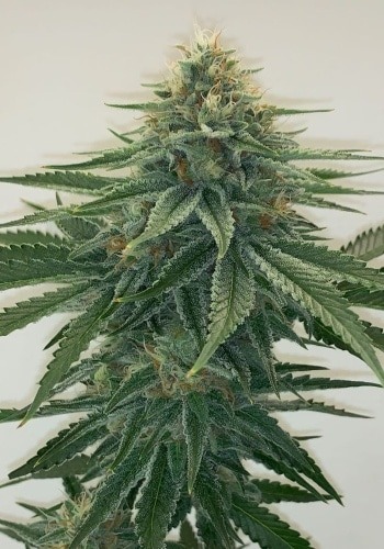 Close up of a flower from Reserva Privada's indica-dominant cannabis strain Cole Train