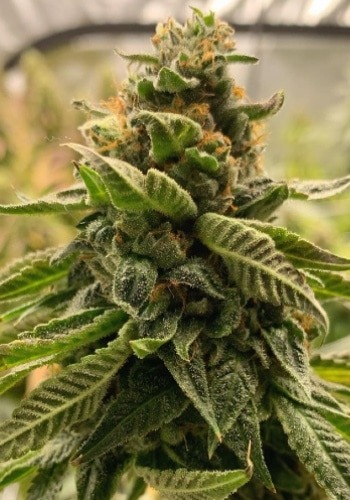 Golden Haze marijuana strain growing indoors from seed