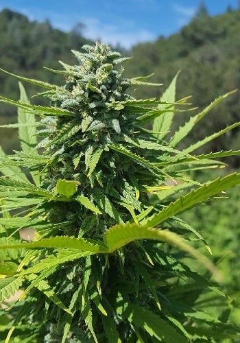 Guerrilla?s Gusto cannabis strain growing outdoors