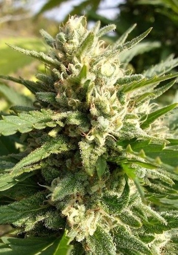 Kali Haze cannabis strain growing outdoors from Sensi Seeds
