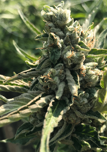 Skunk Kush marijuana strain grown from feminized seeds