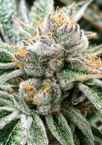 Shoreline marijuana strain from Devil's Harvest seedbank