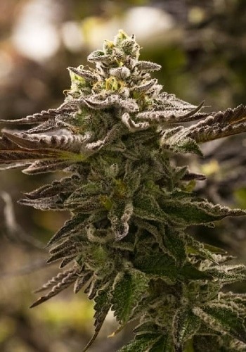 Four Way marijuana strain from Sensi Seeds growing outdoors
