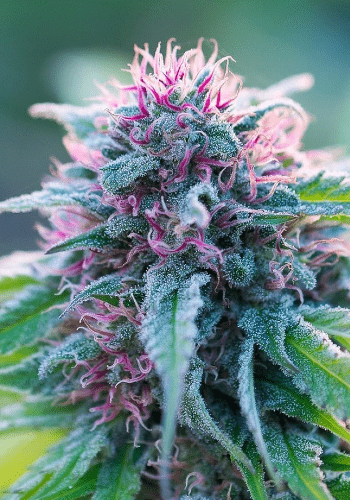 Sativa-dominant cannabis strain Strawberry Amnesia by Dinafem Seeds