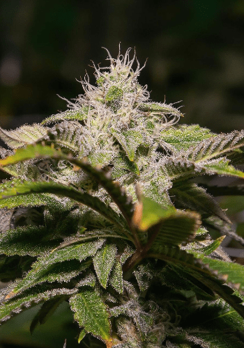 White Gold indica dominant cannabis strain from Sensi Seeds