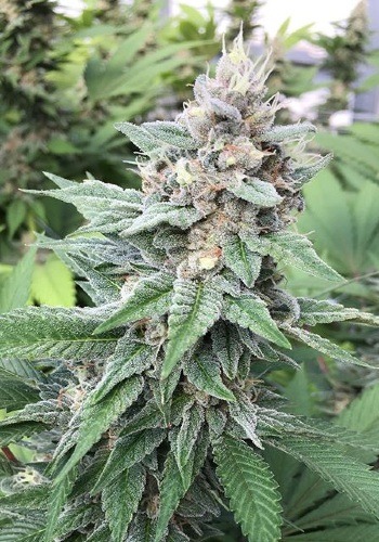 Cannabis strain 91 Krypt by DNA Genetics during the flowering stage of growing