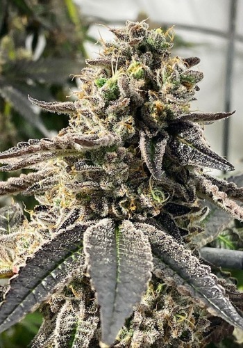 High yielding cannabis strain Big Bud by Sensi Seeds during the flowering period