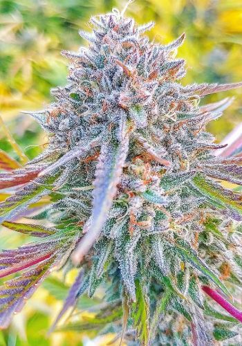 Bubba Kush cannabis strain by Dinafem flowering outdoors