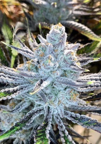 A large stacked flower from DNA Genetics' indica-dominant cannabis strain 60 Day LemonA large stacked flower from DNA Genetics' indica-dominant cannabis strain 60 Day Lemon