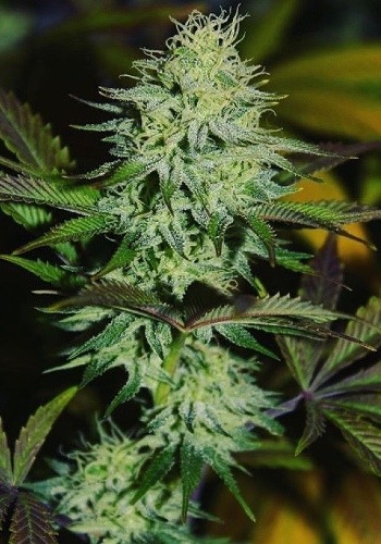 Amnesia Lemon cannabis strain during flowering stage