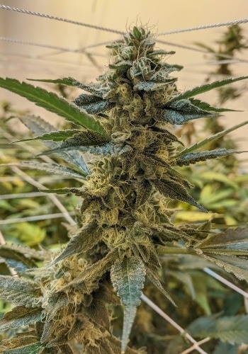 Eagle Bill marijuana strain from Sensi Seeds growing indoors