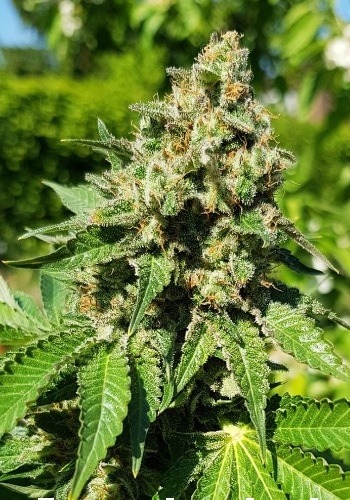 Durban marijuana strain from Sensi Seeds during flowering stage