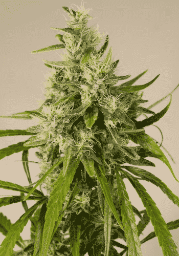 Trainwreck marijuana strain grown from seed