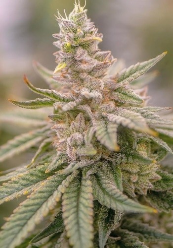 AK OG Kush marijuana strain from Amsterdam Genetics