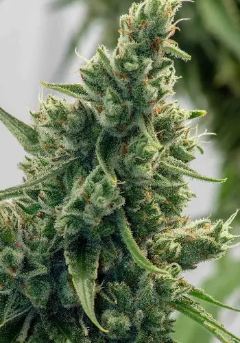Image of Blue Widow cannabis strain in flowering stage