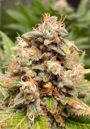 Liberty Haze cannabis strain from Barney's Farm seedbank