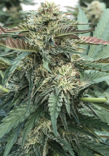 Hybrid cannabis strain Tangerine G13 from Amsterdam Genetics