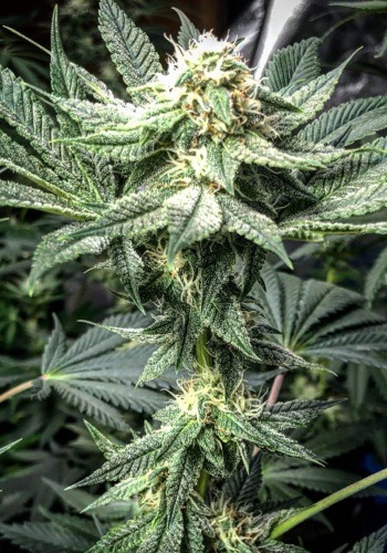Image of Quick One cannabis strain during flowering phase