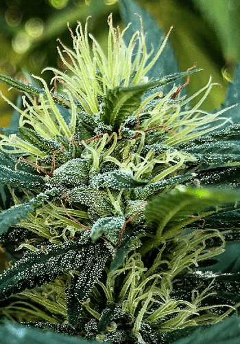 Sativa dominant White Choco Haze cannabis strain