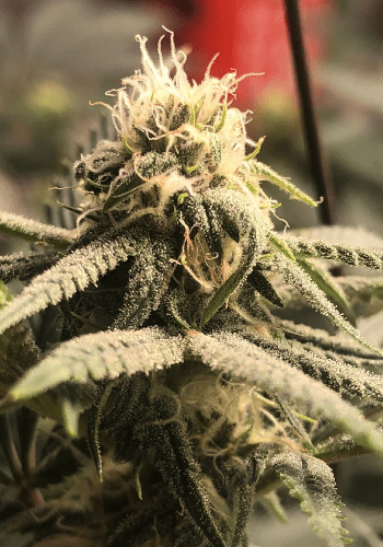 White Russian #1 an indica dominant hybrid from Serious Seeds