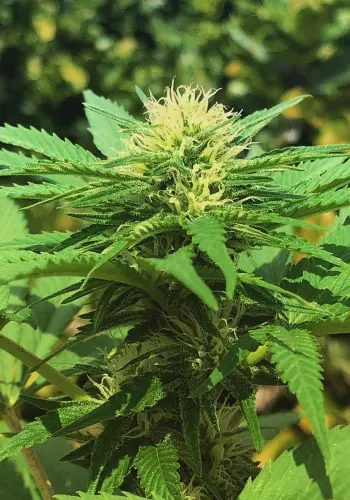 Dense flower from indica dominant cannabis strain AK Choco Kush by Amsterdam Genetics