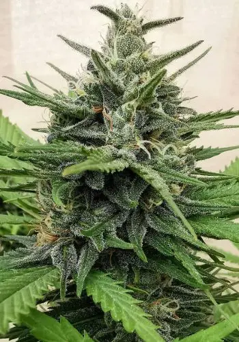 Choco Kush marijuana seeds from Amsterdam Genetics