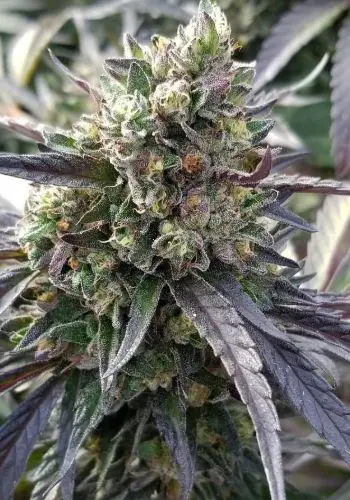 Florida Gold cannabis strain growing outdoors from feminized seeds