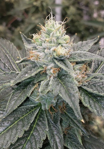 Double Dutch marijuana strain during flowering phase