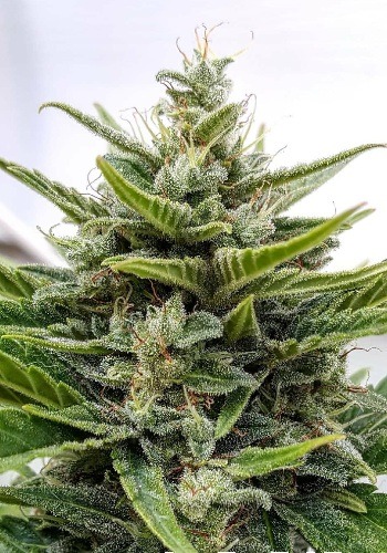Serious Happiness marijuana strain from seedbank Serious Seeds