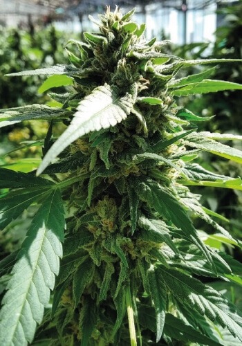 Cannatonic strain by Resin SeedsCannatonic high cbd strain growing outdoorsFlower of the high-CBD cannabis strain at Coffeeshop Guru