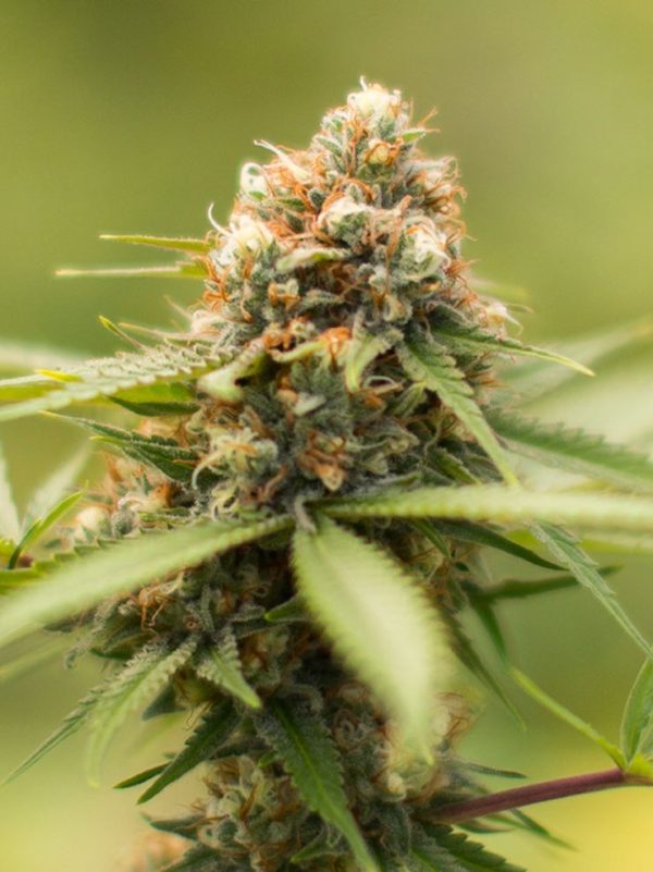 The famous durban poison cannabis strain grown outdoors