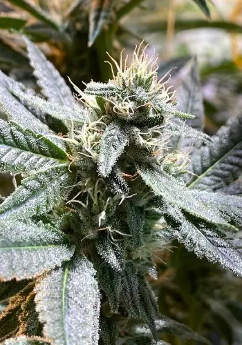 La S.A.G.E marijuana strain from TH seeds growing outdoors