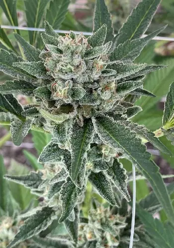 M.O.B cannabis strain from TH Seeds seedbank growing outdoors