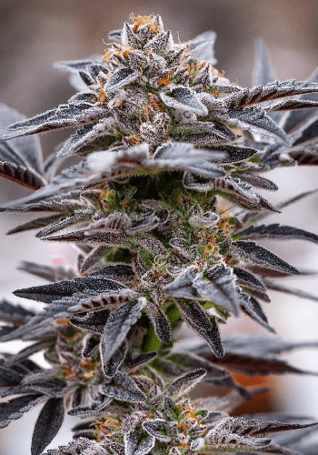 Close up of Skunk #1 cannabis strain from Sensi Seeds seedbank