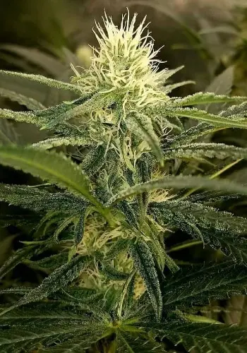 Sage 'N Sour marijuana strain from seedbank TH Seeds