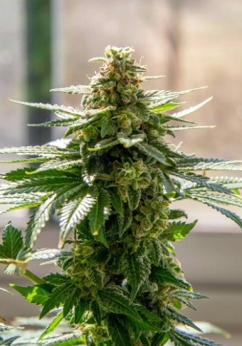 Critical Hog cannabis strain during flowering stage