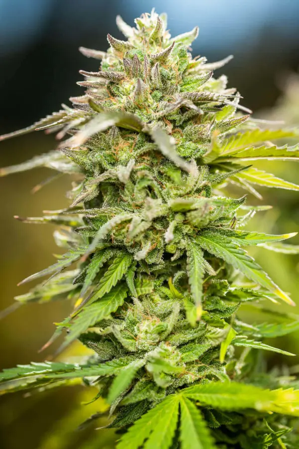 Heavy Duty Fruity marijuana strain growing outdoors