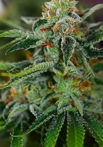 Kushage cannabis strain growing outdoors