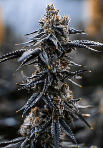 Snowbud marijuana strain from Dutch Passion growing outdoors in nature
