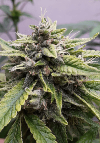 Image of indica dominant cannabis strain Special Kush #1