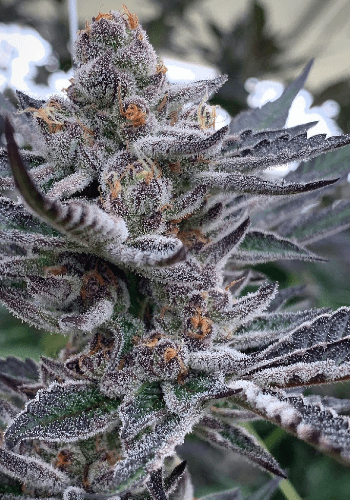 Close up image of Sterling Haze marijuana strain from Nirvana Seeds