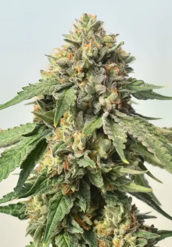 Image of Fast Eddy CBD cannabis strain from Royal Queen Seeds